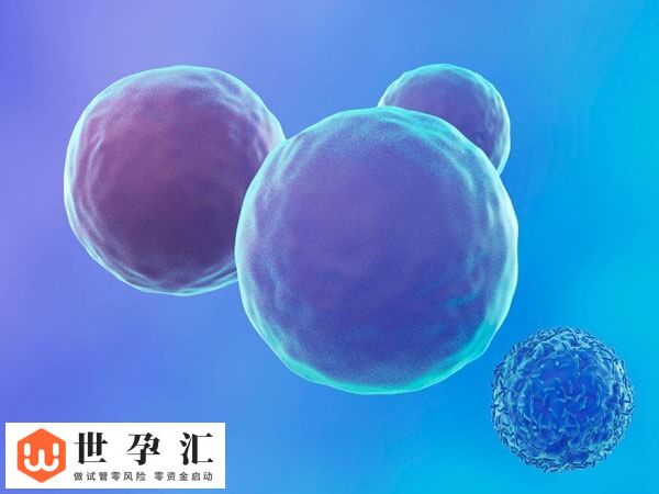 试管移植前除了调整作息和饮食可增加成功率还怎么调理?(图2) 试管移植前除了调整作息和饮食可增加成功率还怎么调理?(图2)