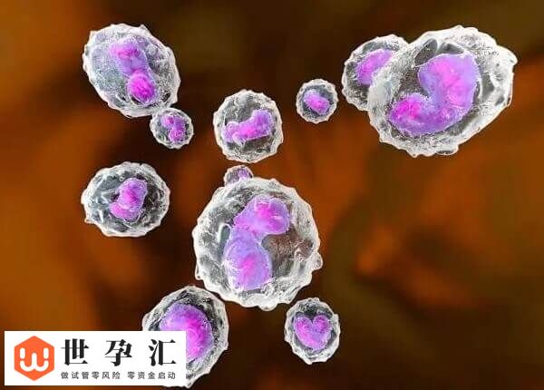 10c4胚胎是不是优质的(图1) 10c4胚胎是不是优质的(图1)