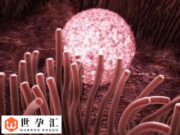 肾积水试管移植两个囊胚有没有影响(图2) 肾积水试管移植两个囊胚有没有影响(图2)