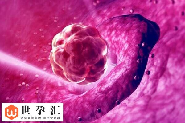 10c1胚胎的质量好不好