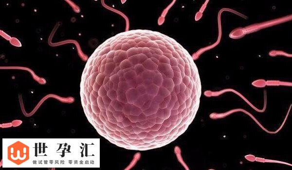 移植9细胞2级胚容不容易着床