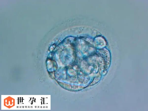 4bc和4ac哪个是最差的囊胚?移植成功率分别是多高呢?(图2) 4bc和4ac哪个是最差的囊胚?移植成功率分别是多高呢?(图2)