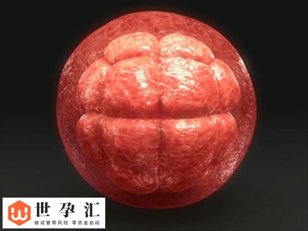 试管孩子是不是真的智商低(图3) 试管孩子是不是真的智商低(图3)